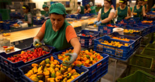 SE NECESITA 53 PERSONAS PARA EMPACAR Y CLASIFICAR FRUTAS| URGENTE