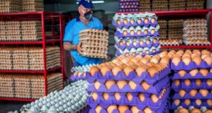 CONVOCATORIA MASIVA PARA TRABAJAR EMPACANDO HUEVOS |